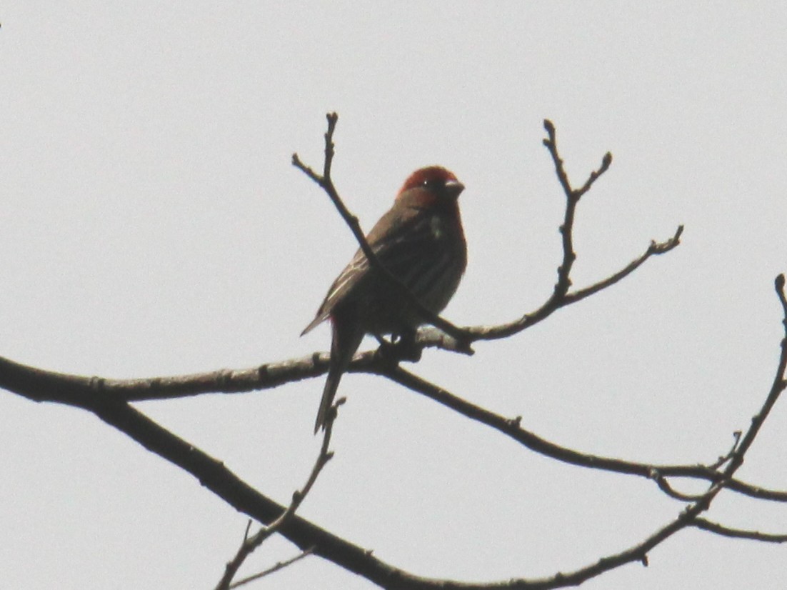 House Finch (Common) - ML618009762