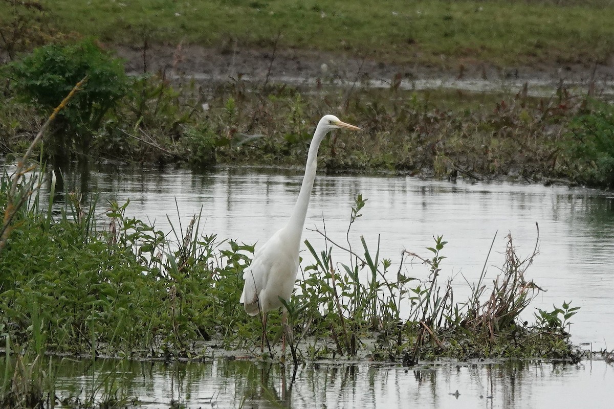 Great Egret - Roly Pitts