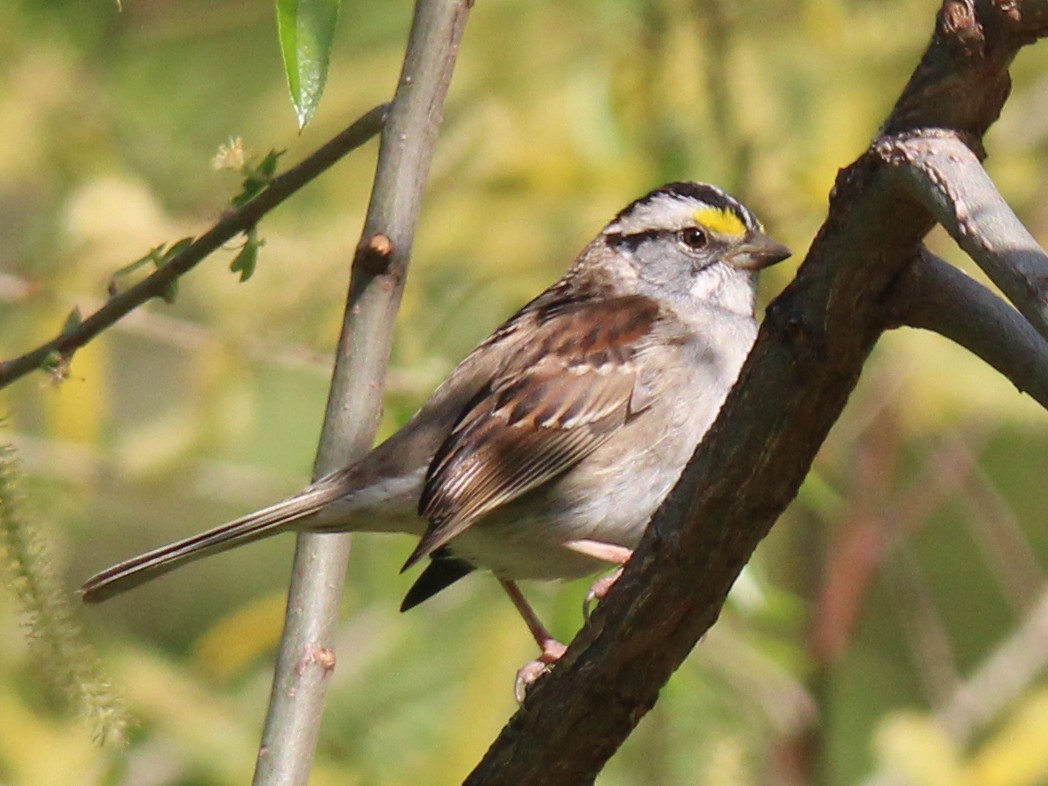 White-throated Sparrow - ML618009783