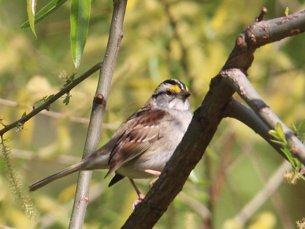 White-throated Sparrow - ML618009784