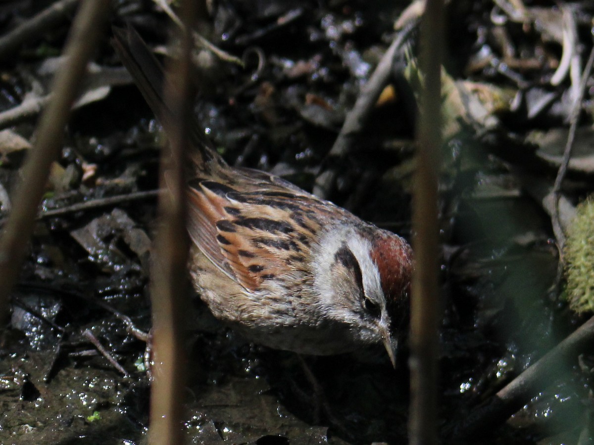 Swamp Sparrow - ML618009803