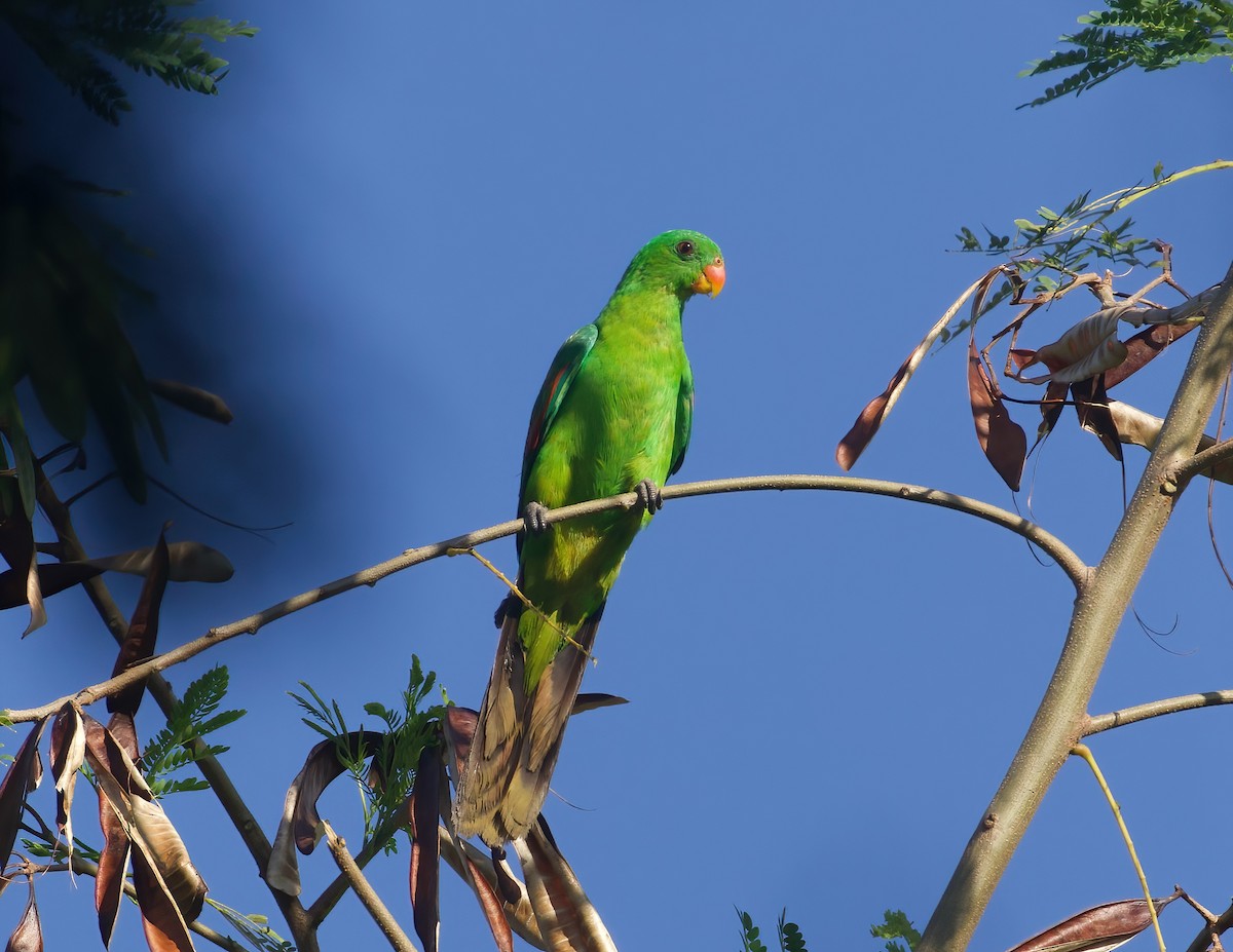 Timor Papağanı - ML618009823