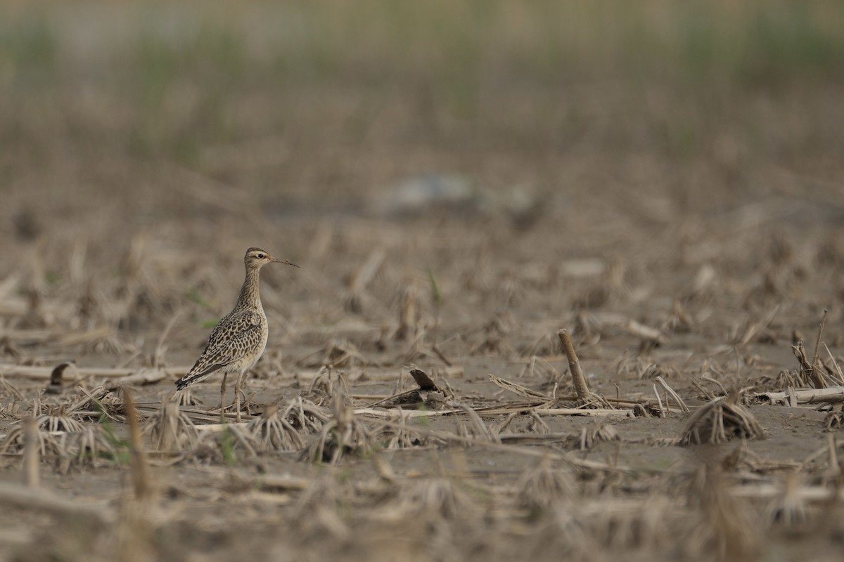 Little Curlew - ML618009838