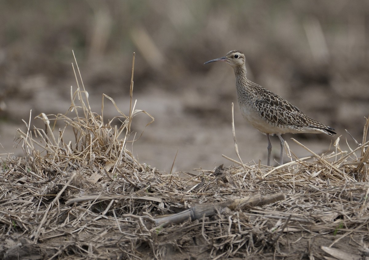 Little Curlew - ML618009839
