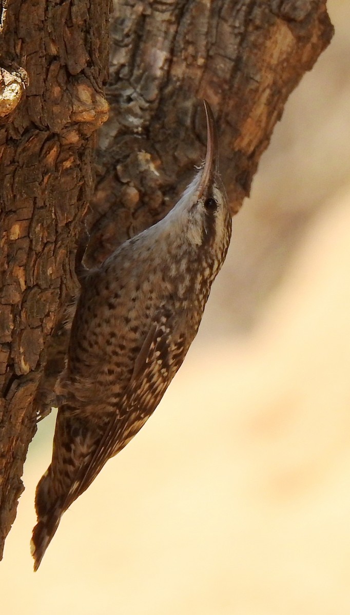 Indian Spotted Creeper - ML618009873