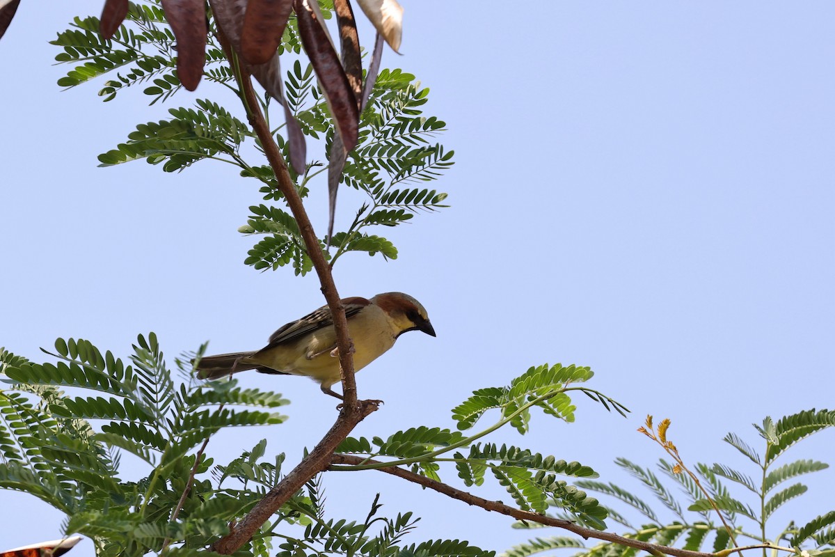 Plain-backed Sparrow - Yu-Lian Shen