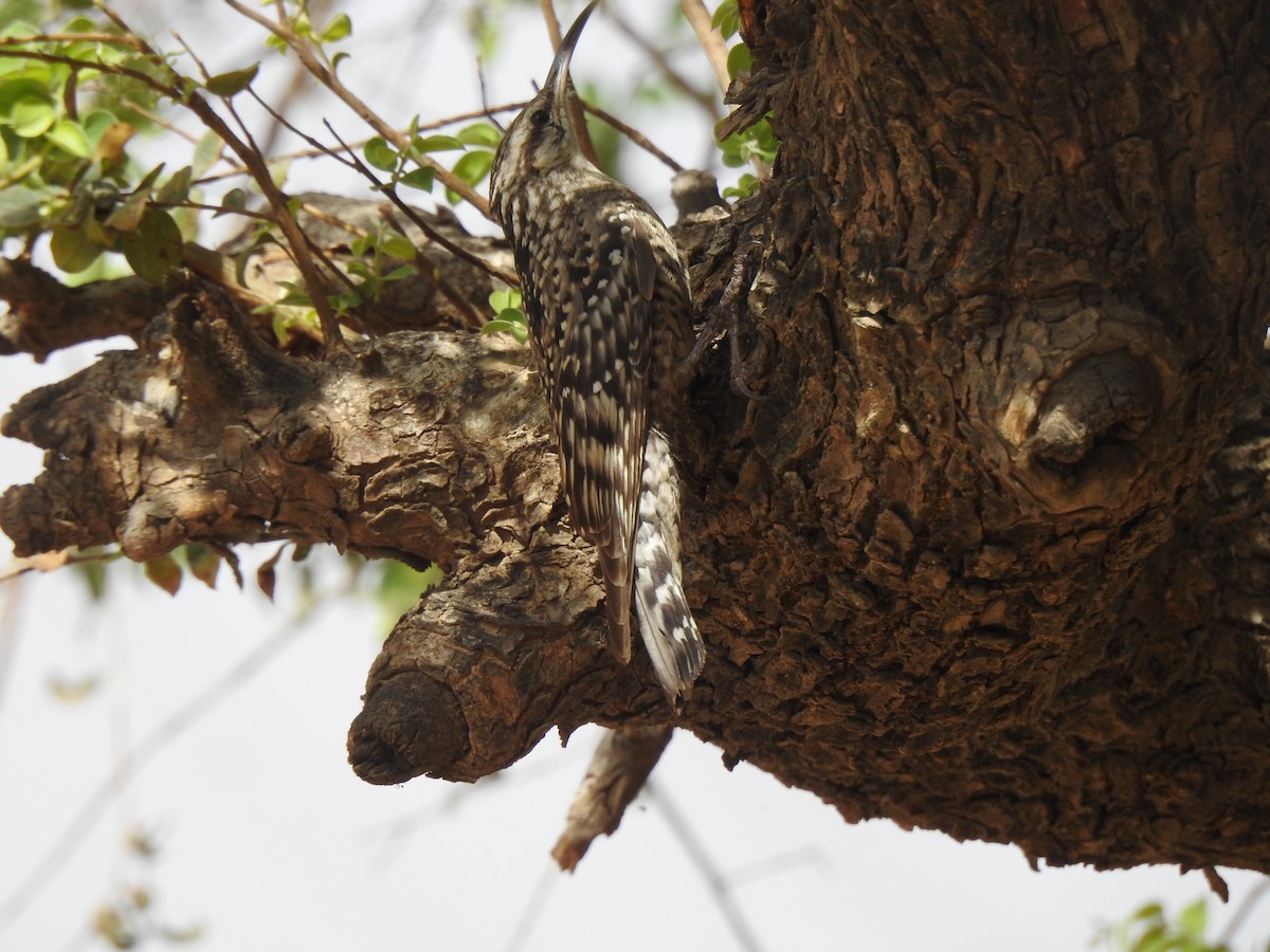 Indian Spotted Creeper - Ranjeet Singh