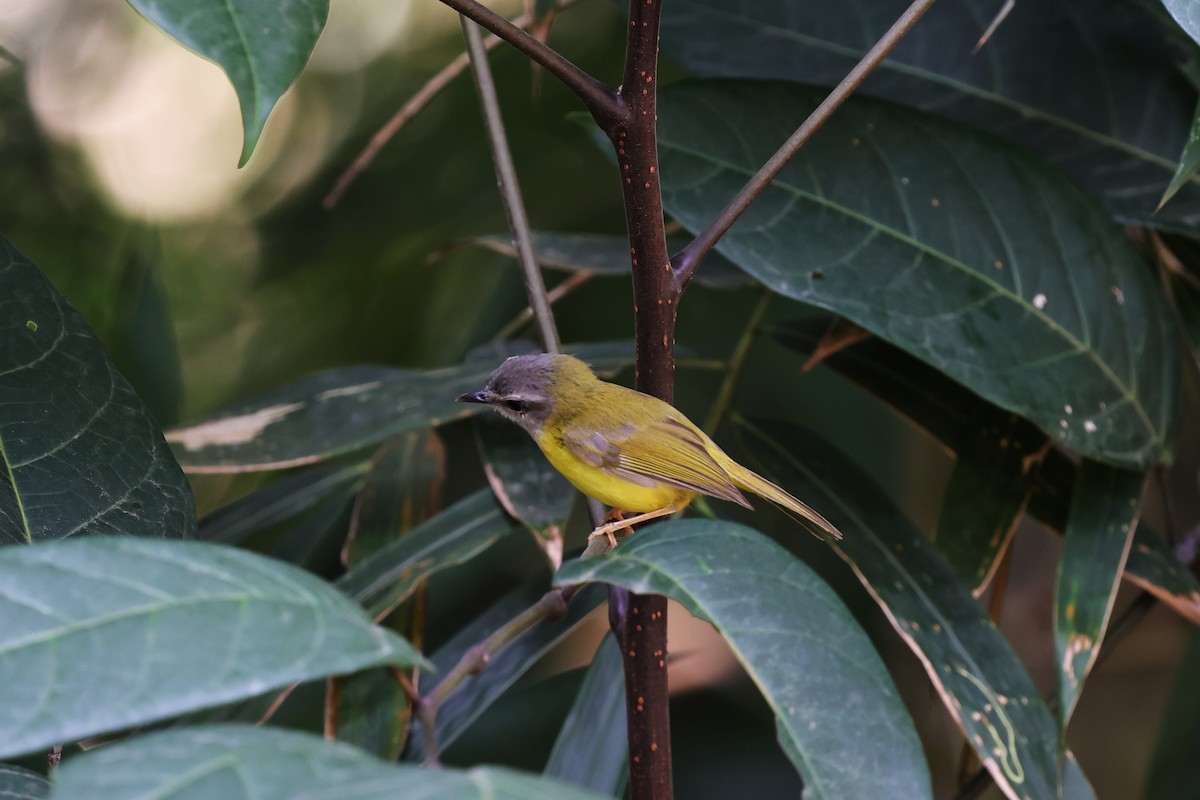 Yellow-bellied Warbler - Yu-Lian Shen