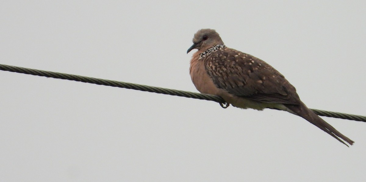 Spotted Dove - ML618009942