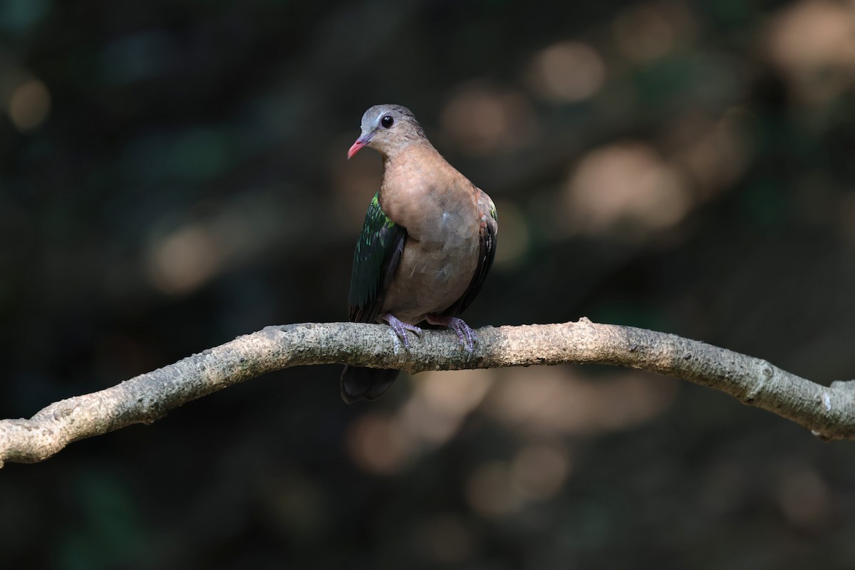 Asian Emerald Dove - ML618009955