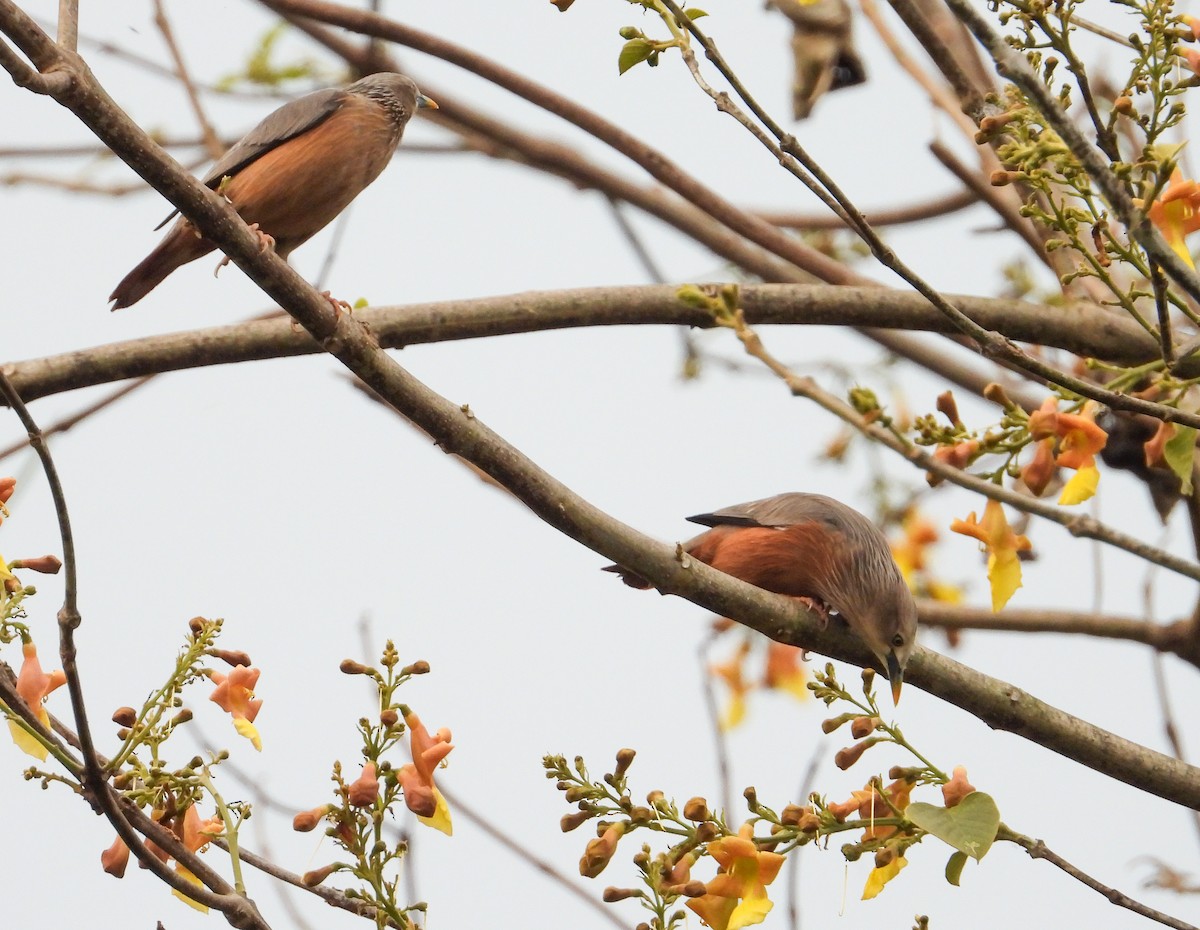 Chestnut-tailed Starling - tina shangloo