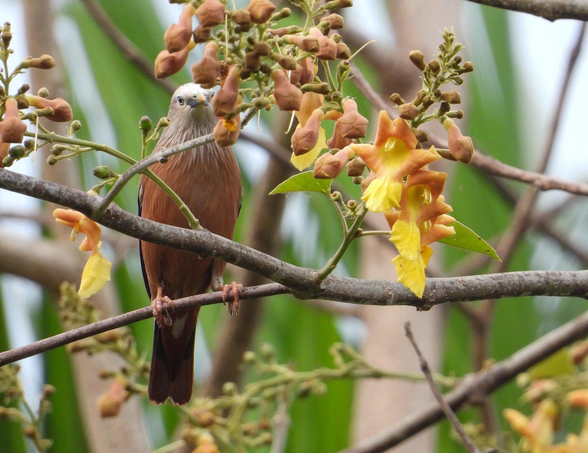 Chestnut-tailed Starling - ML618009972