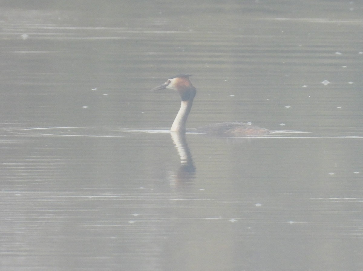 Great Crested Grebe - ML618009977