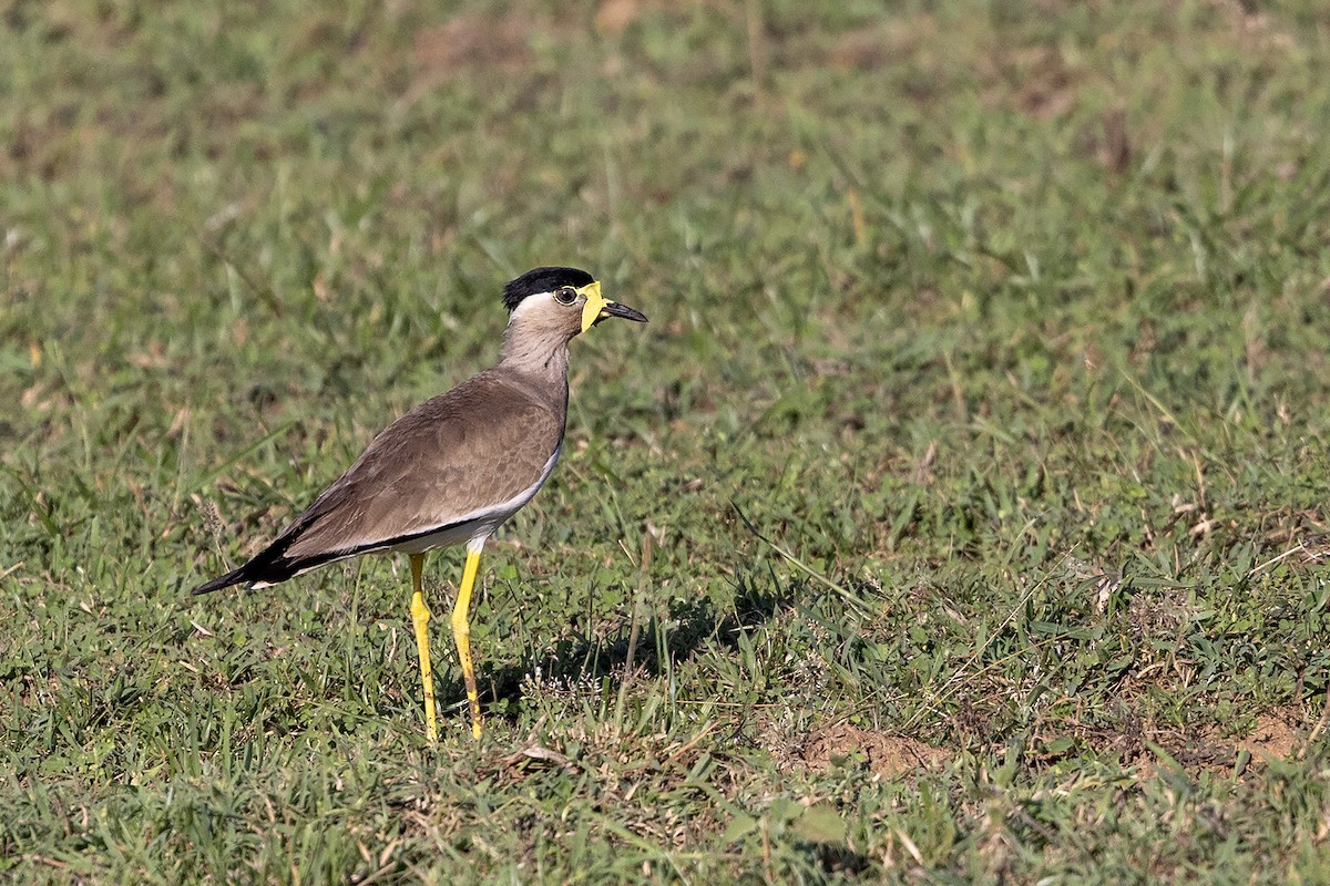 Yellow-wattled Lapwing - Niall D Perrins