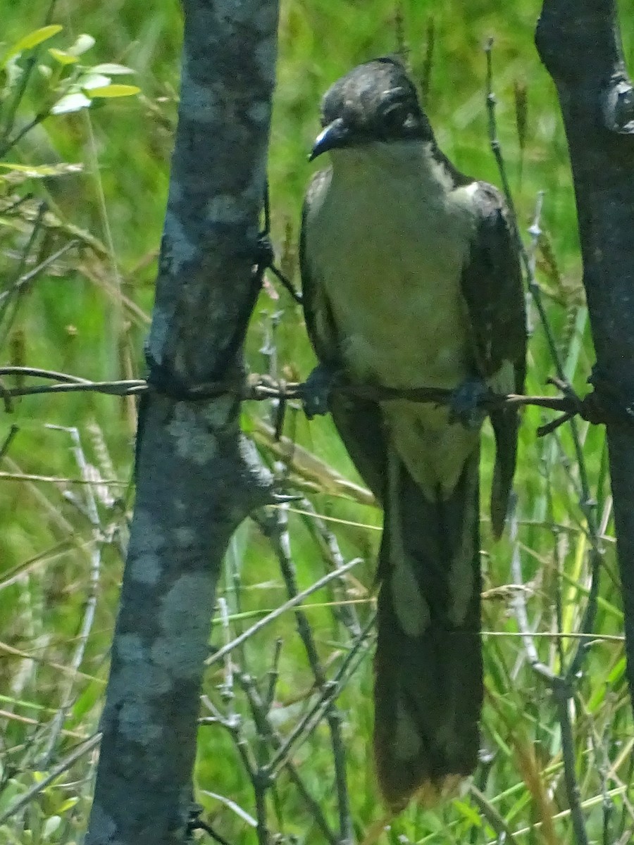 Pied Cuckoo - Sri Srikumar