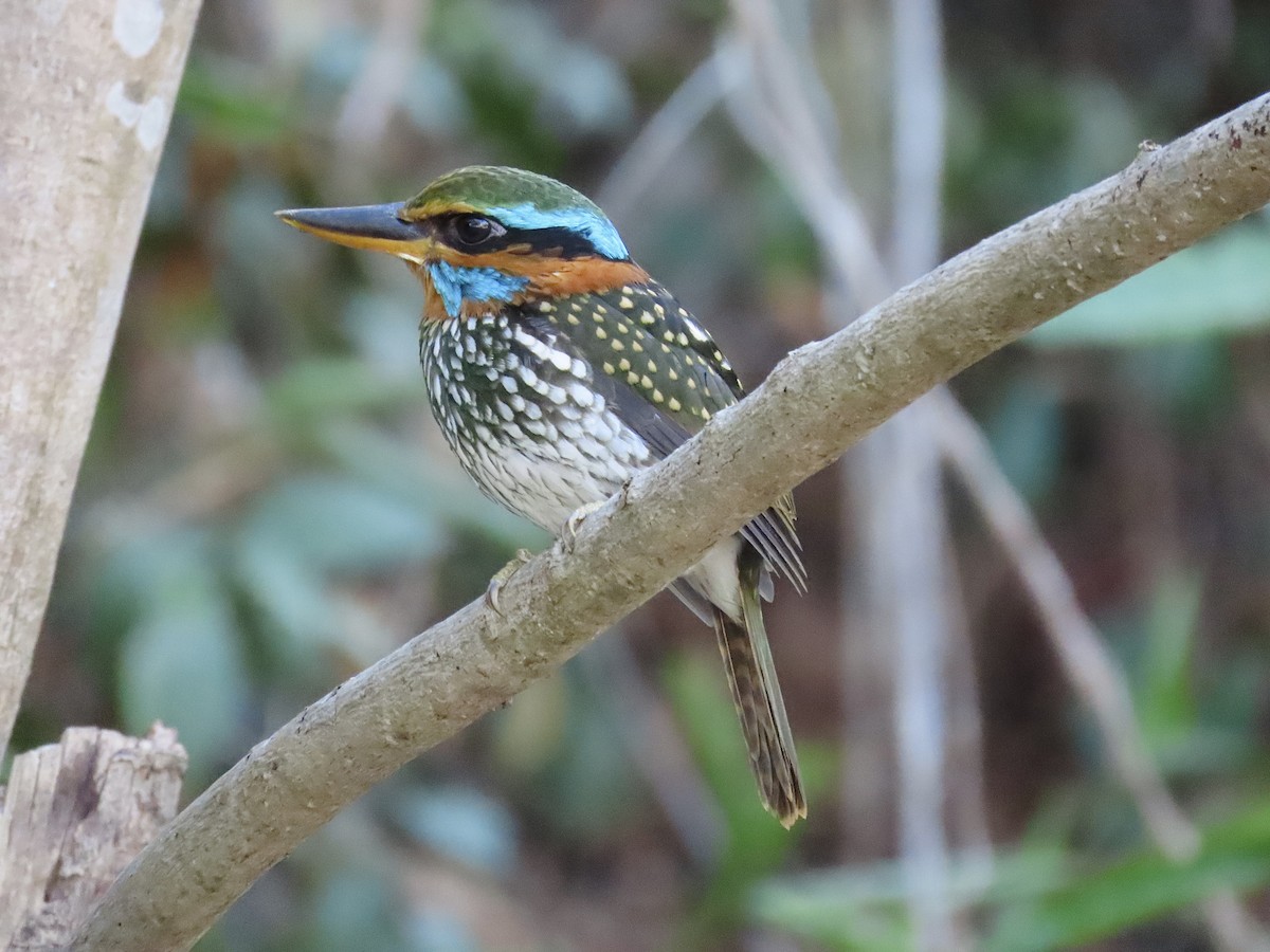 Spotted Kingfisher - ML618010002