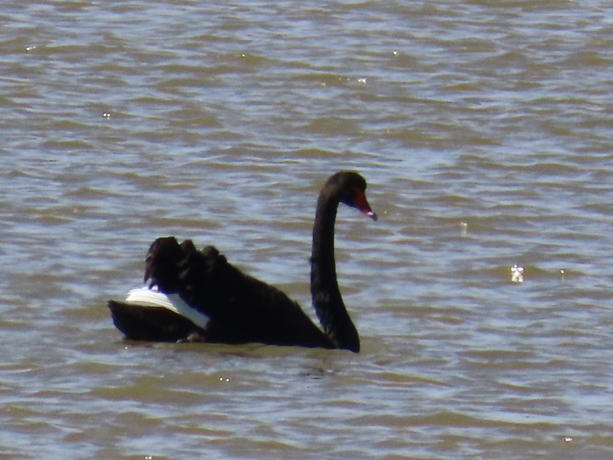 Black Swan - ML618010029
