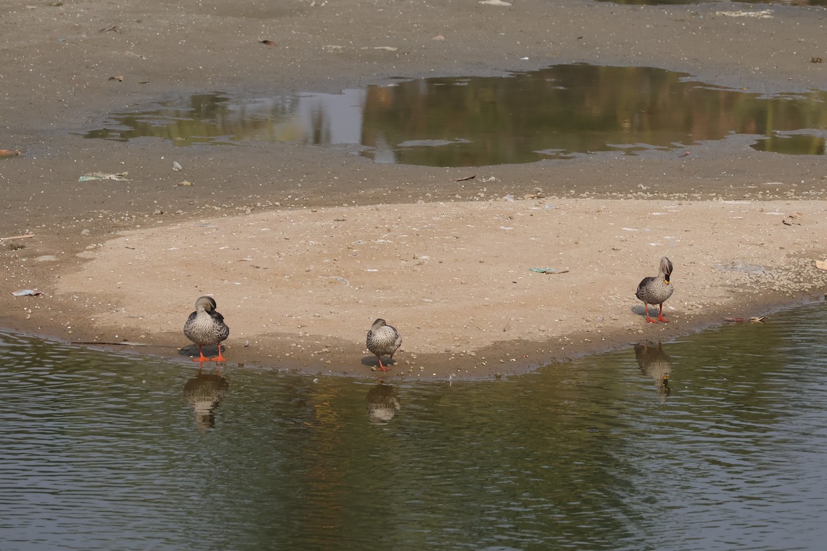 Indian Spot-billed Duck - aditya sreeram