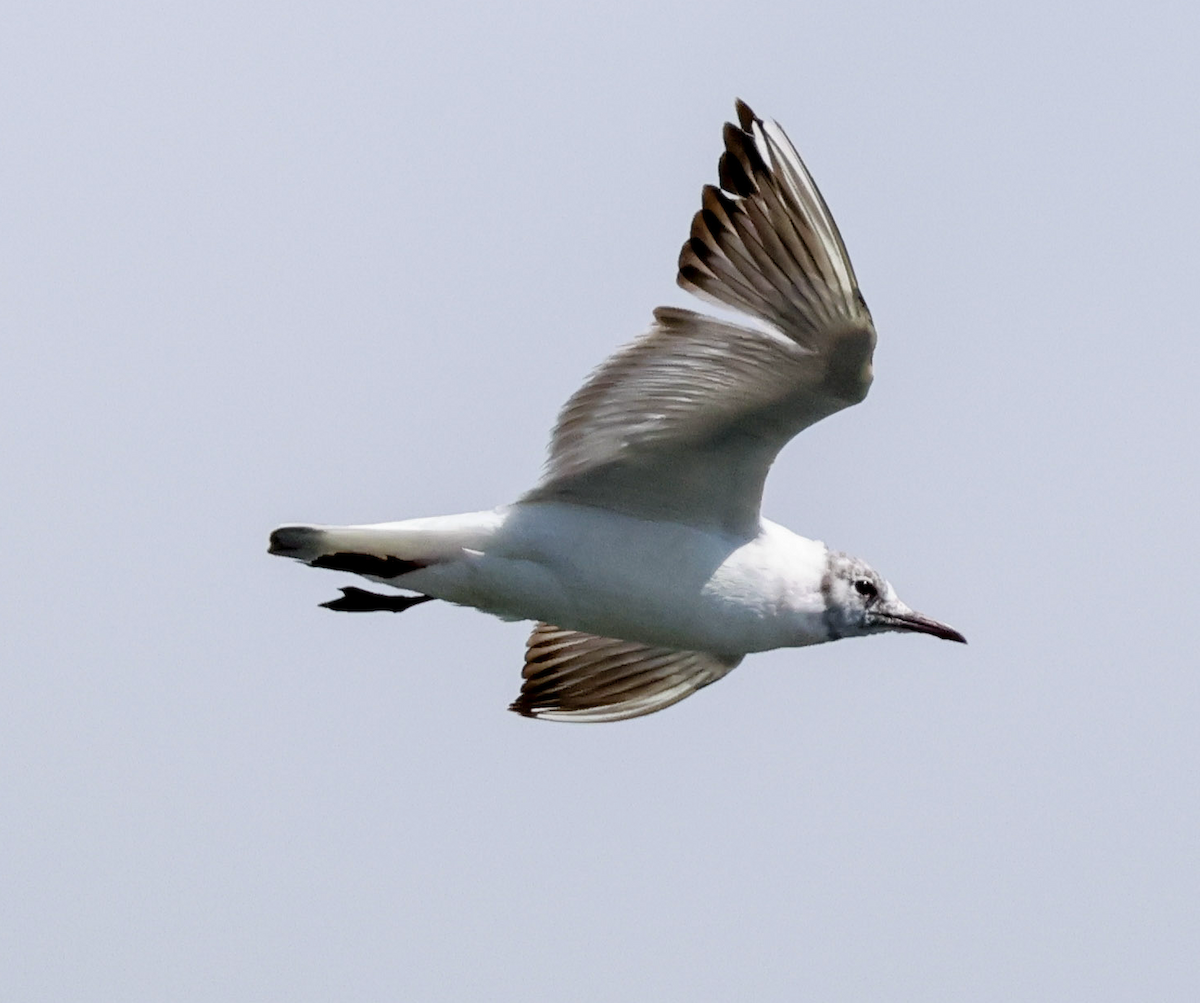 Mouette rieuse - ML618010076