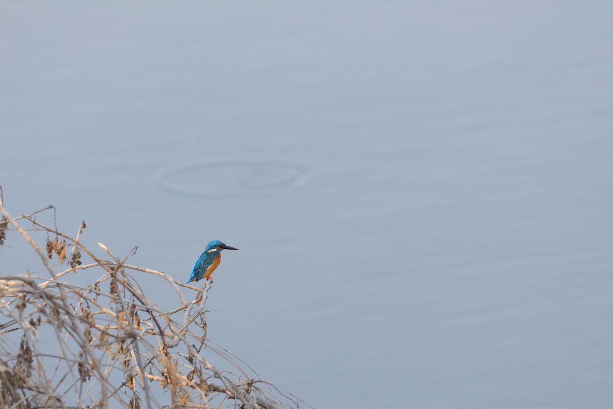 Common Kingfisher - aditya sreeram