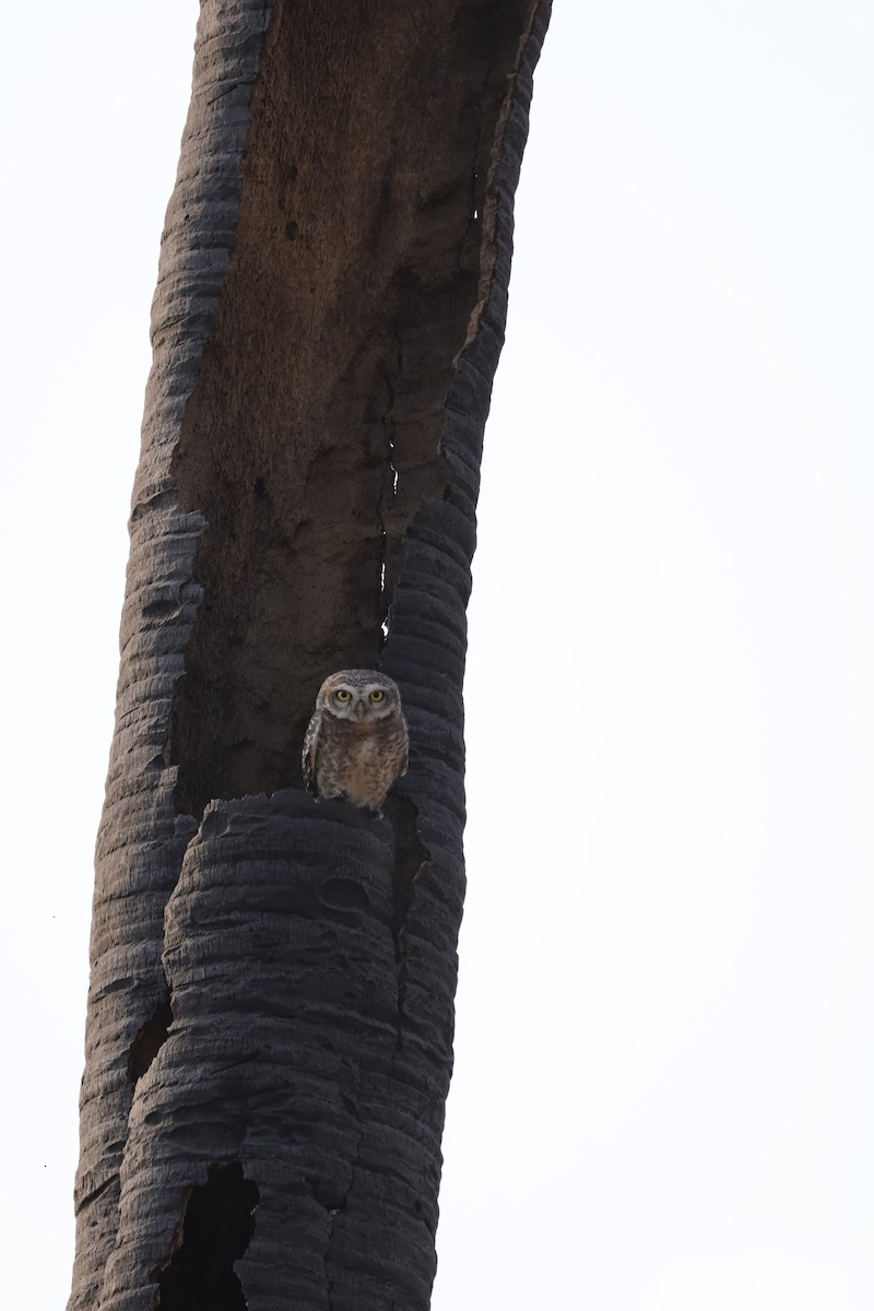 Spotted Owlet - aditya sreeram