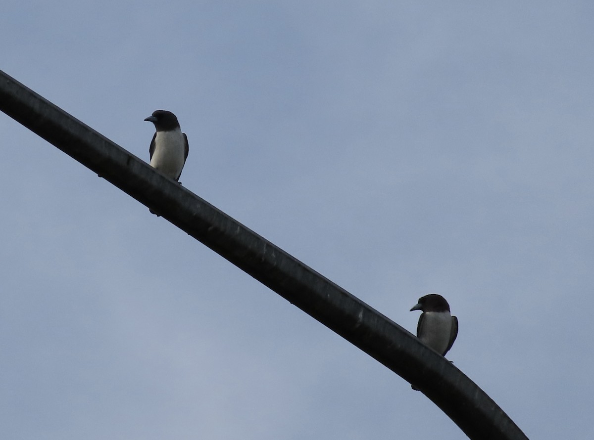White-breasted Woodswallow - ML618010103