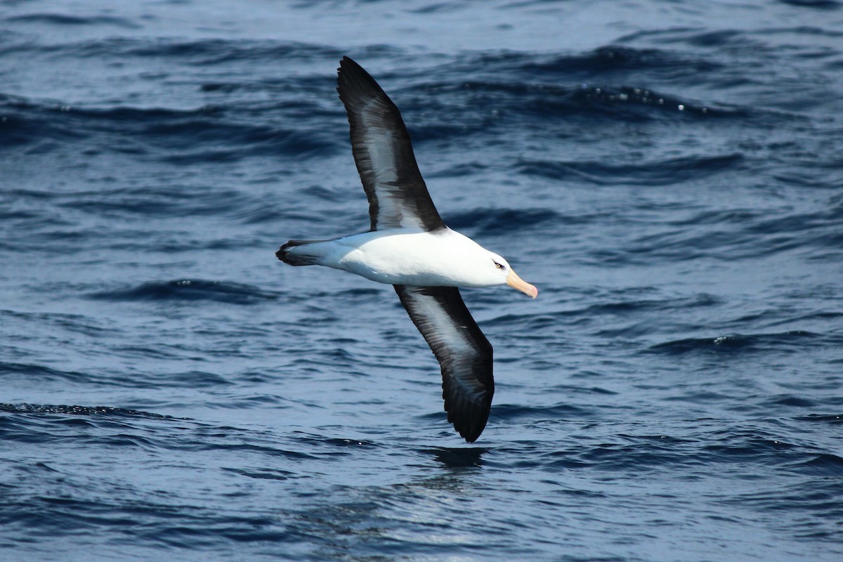 albatros černobrvý (ssp. impavida) - ML618010111