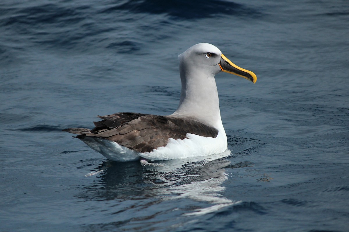 Buller's Albatross - ML618010114