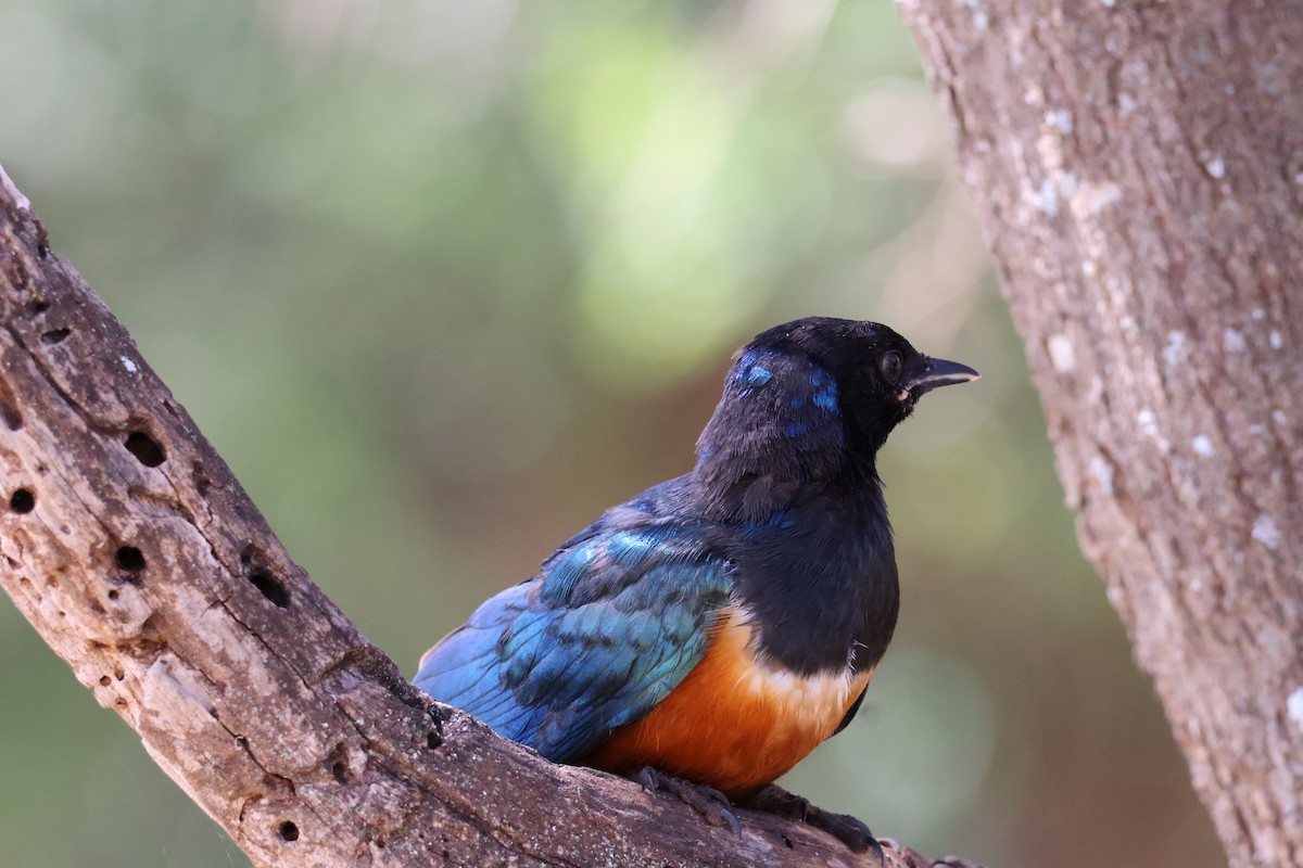 Superb Starling - Andrew Pittway