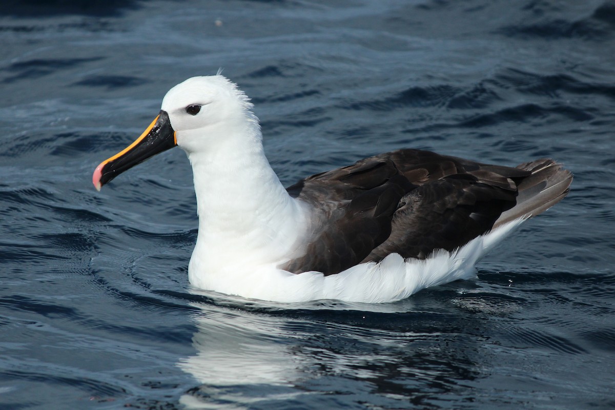 Indian Yellow-nosed Albatross - Strahinja Petrovic