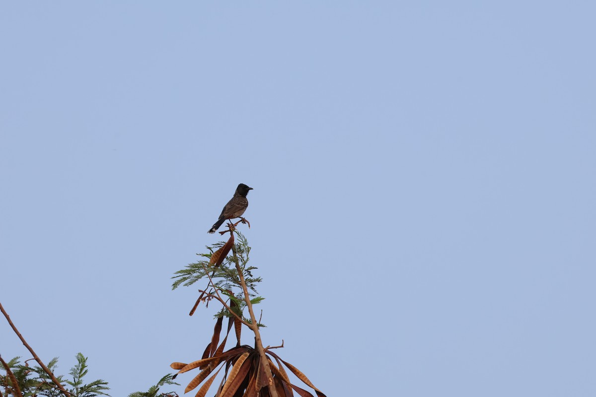 Red-vented Bulbul - ML618010143
