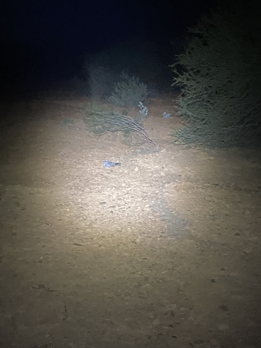Spotted Nightjar - ML618010149
