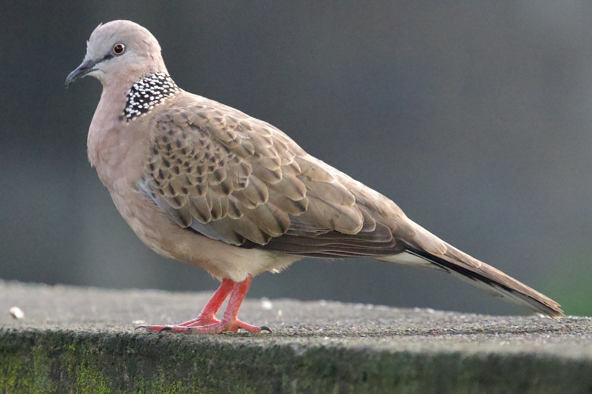 Spotted Dove - ML618010152