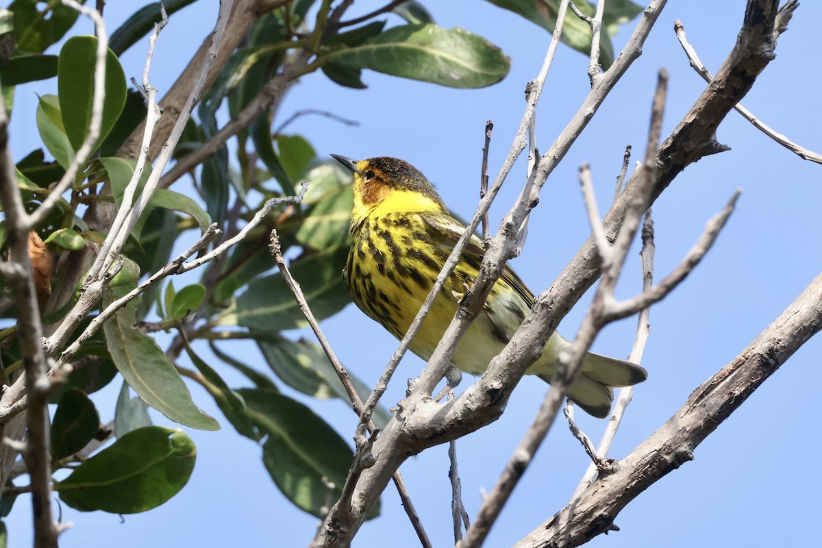 Cape May Warbler - Alice Church