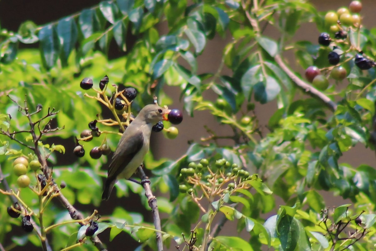 Pale-billed Flowerpecker - Steffin Babu
