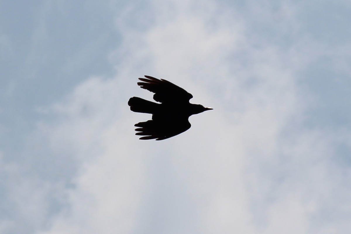 Large-billed Crow - ML618010173