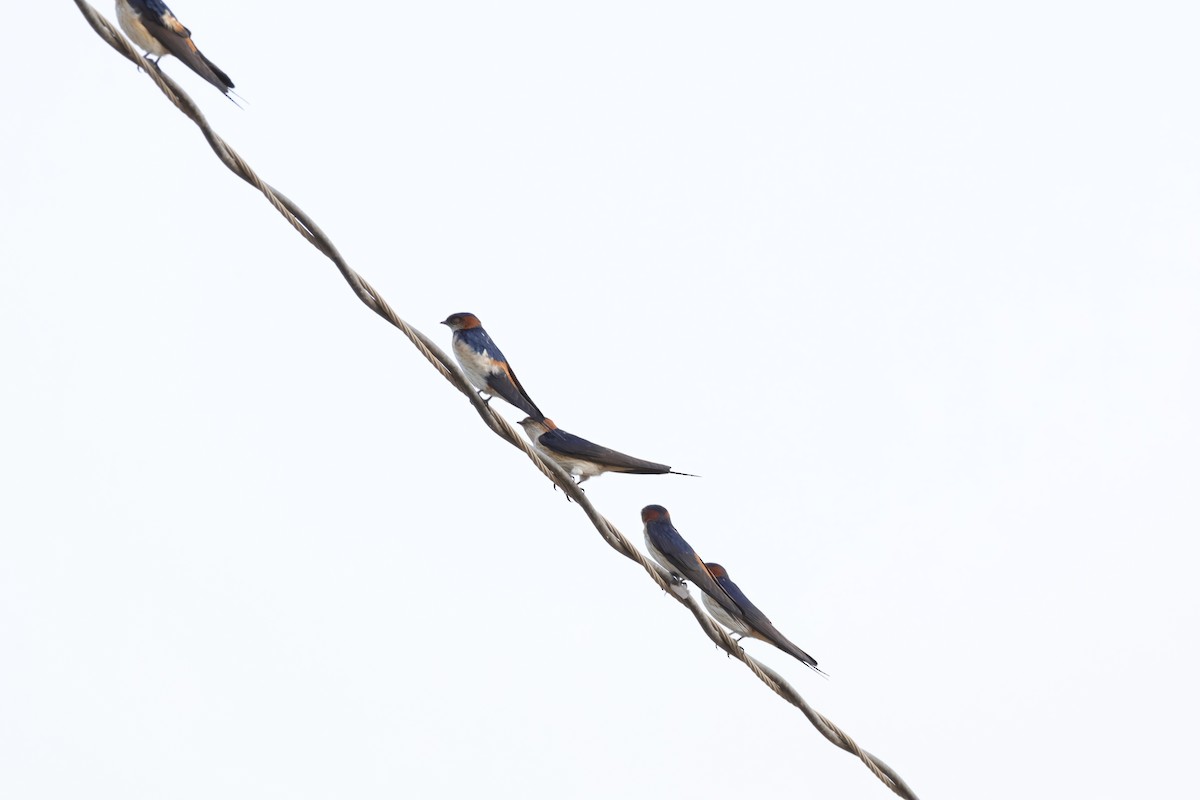 Red-rumped Swallow - ML618010175