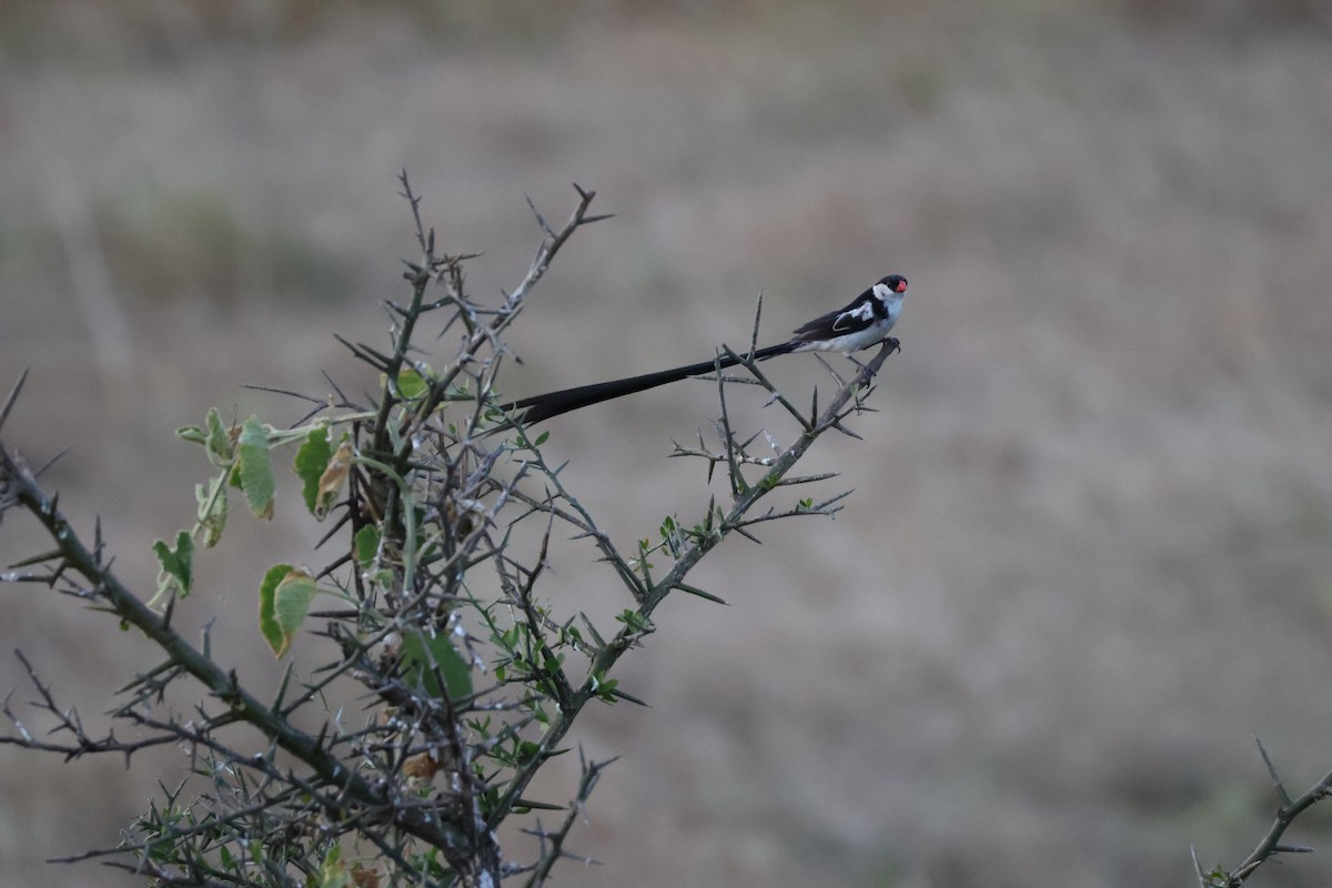 Pin-tailed Whydah - Andrew Pittway