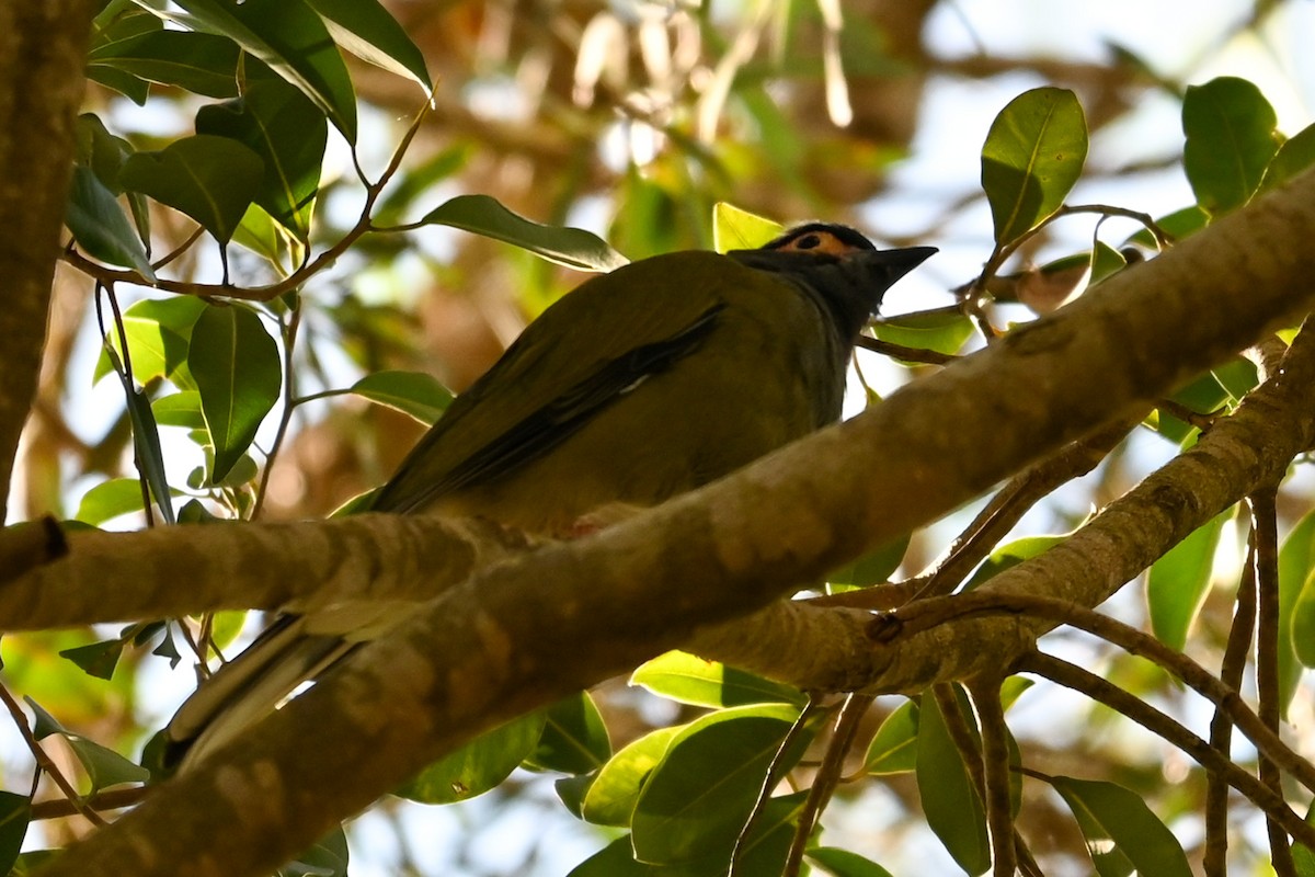 Australasian Figbird - Steve Ryan