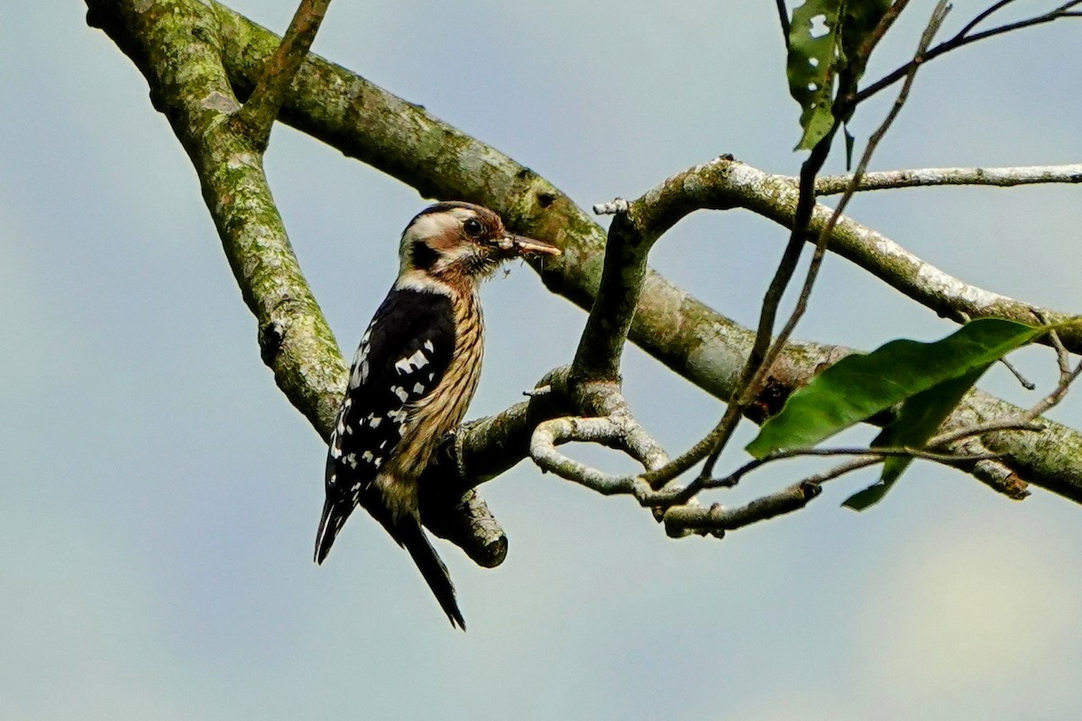 Gray-capped Pygmy Woodpecker - ML618010231