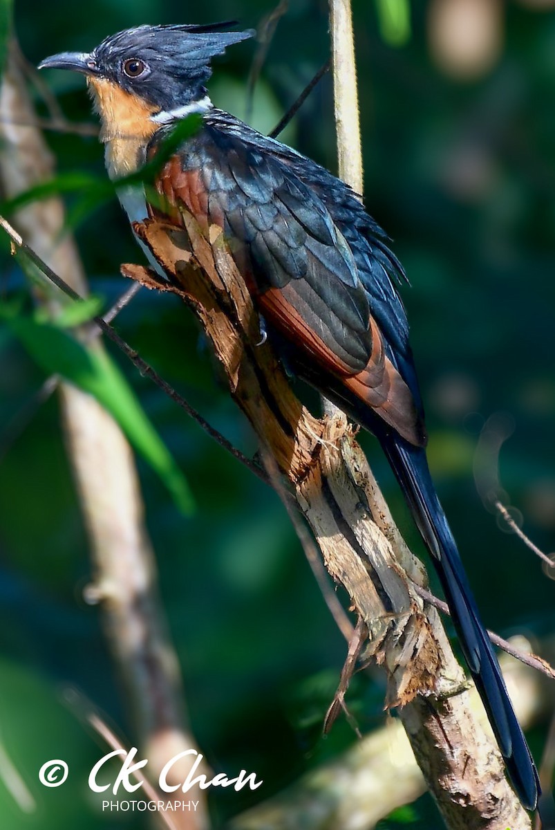 Chestnut-winged Cuckoo - Chee Keong  Chan