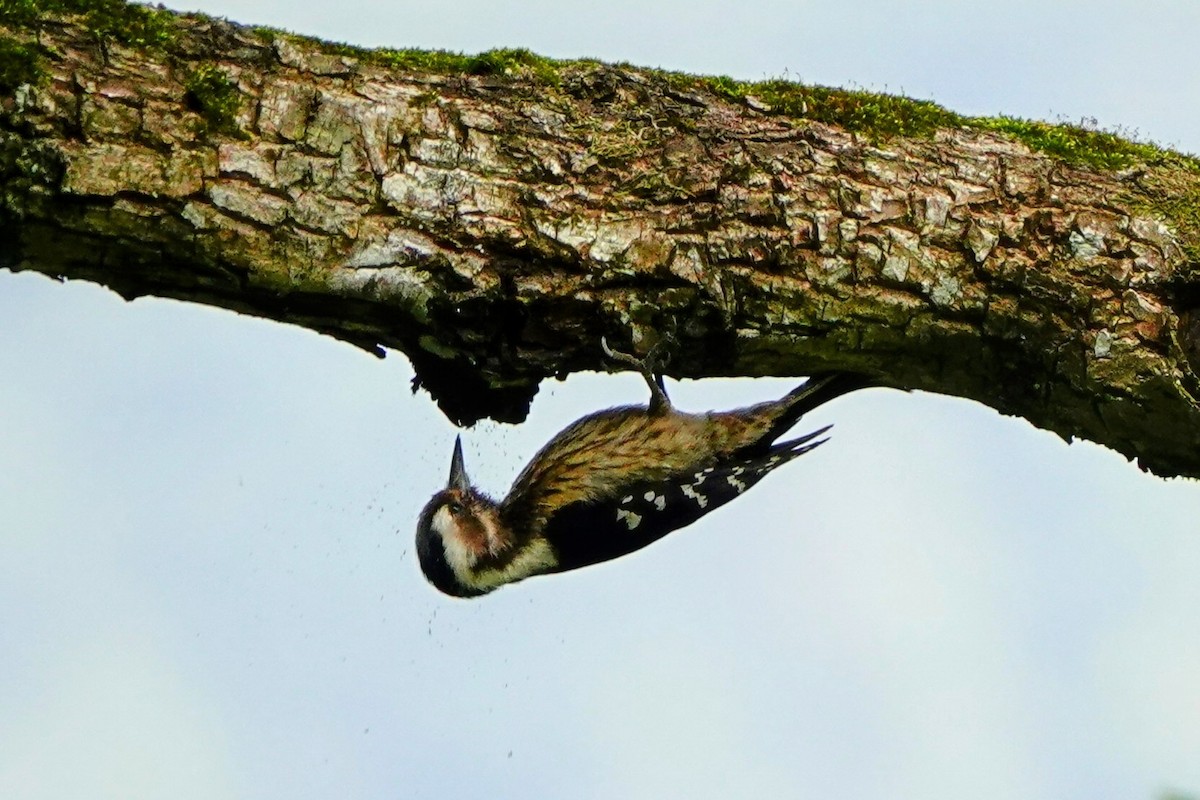 Gray-capped Pygmy Woodpecker - ML618010235