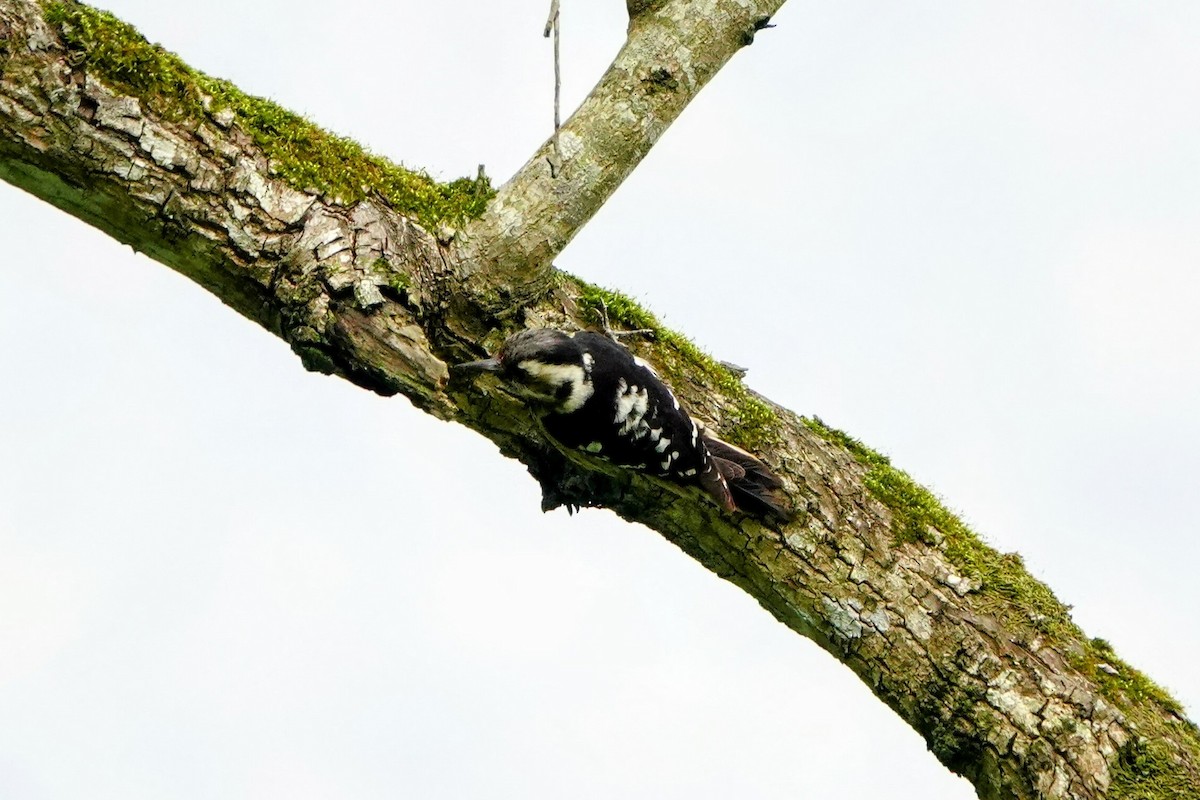 Gray-capped Pygmy Woodpecker - ML618010236