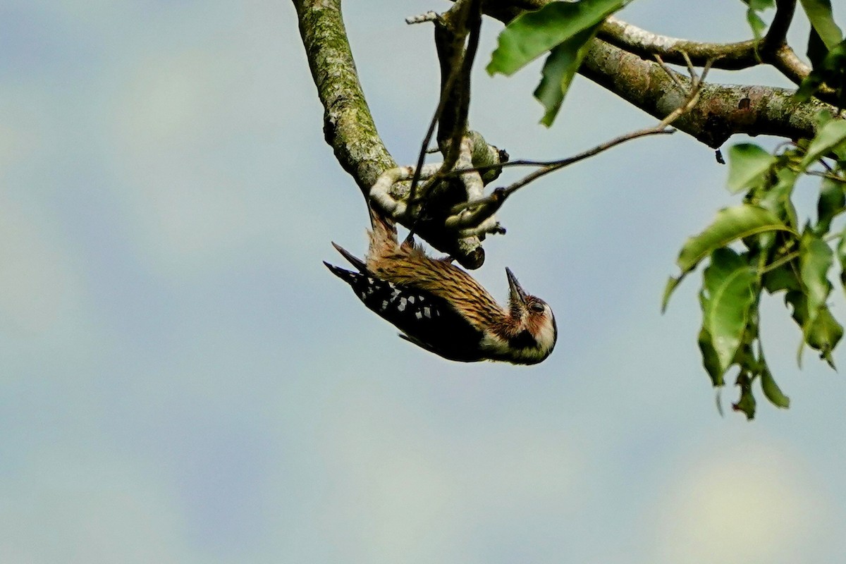 Gray-capped Pygmy Woodpecker - ML618010238