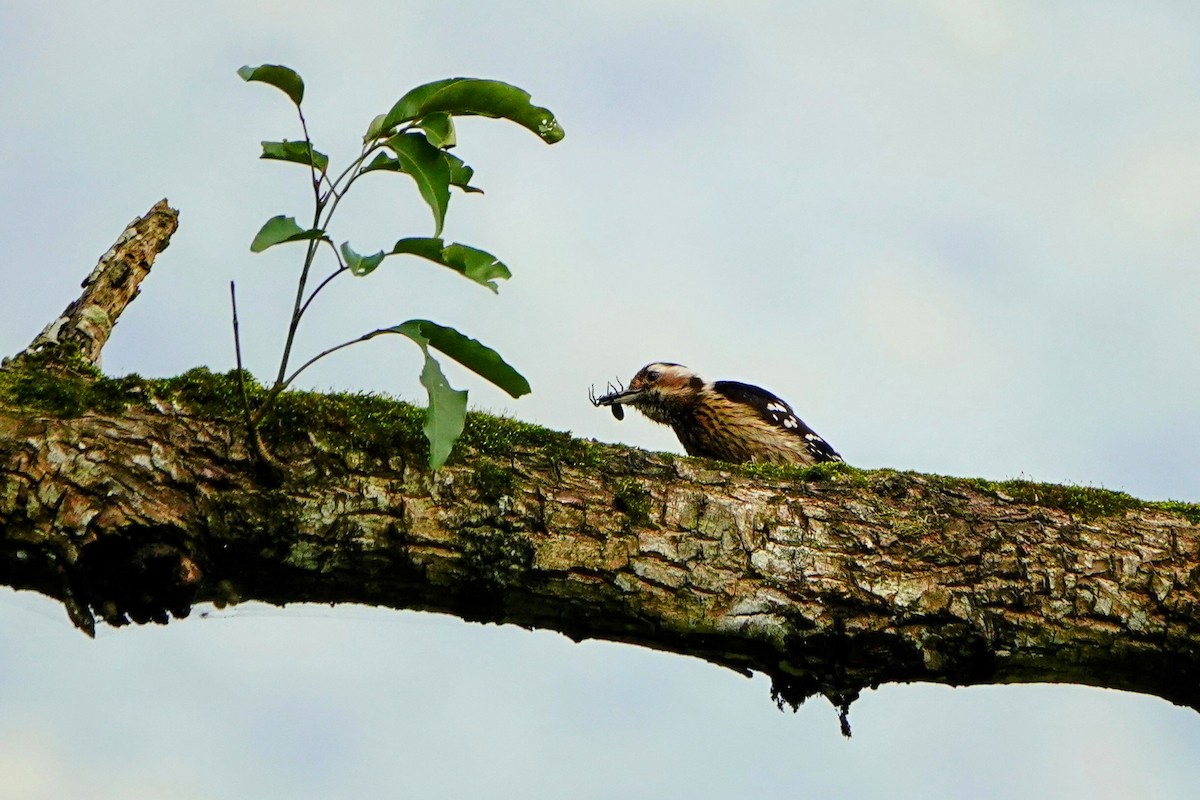 Gray-capped Pygmy Woodpecker - ML618010239