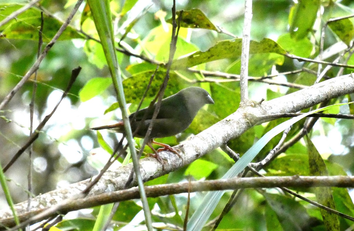 Blue-faced Parrotfinch - ML618010253