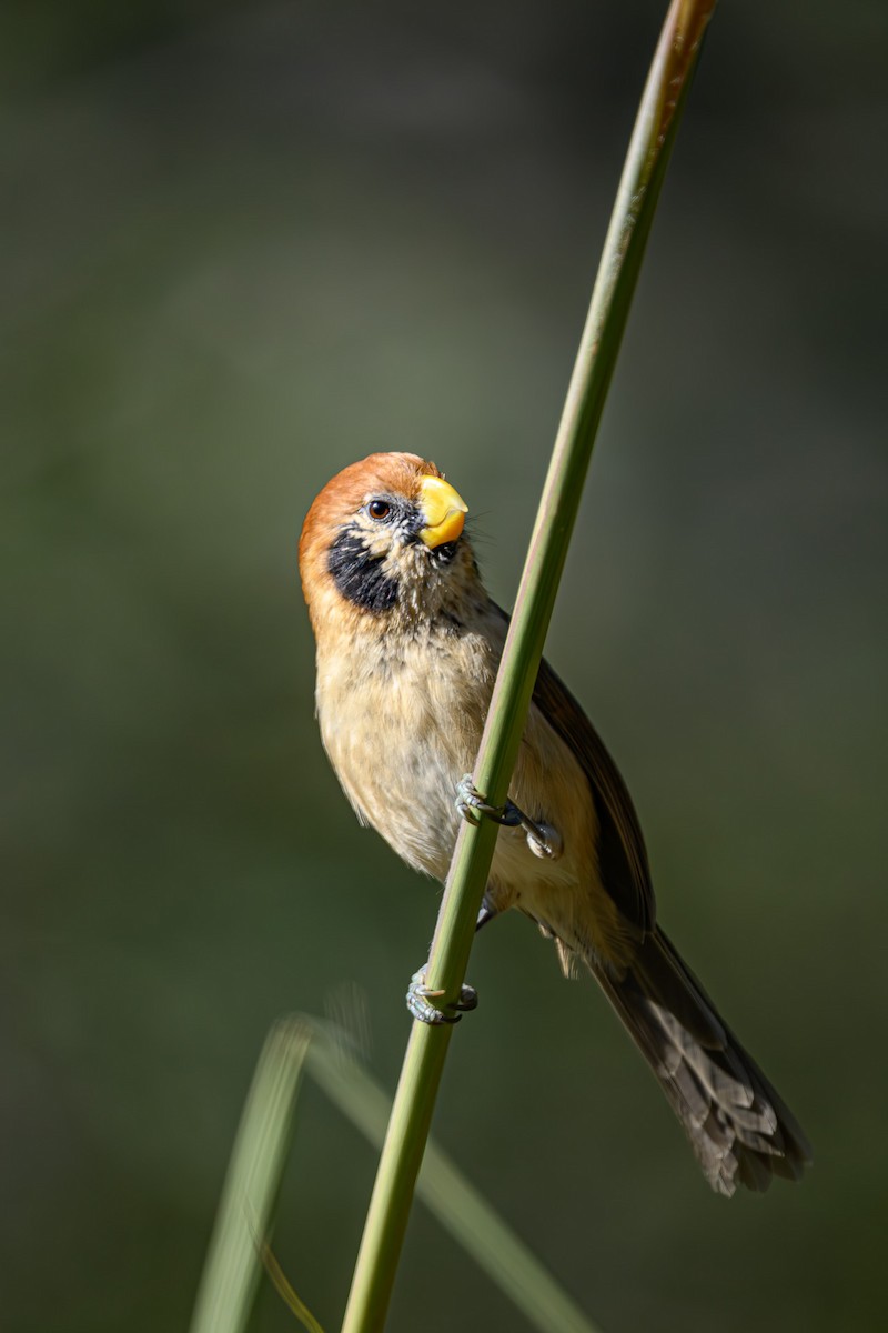 Spot-breasted Parrotbill - Sudhir Paul