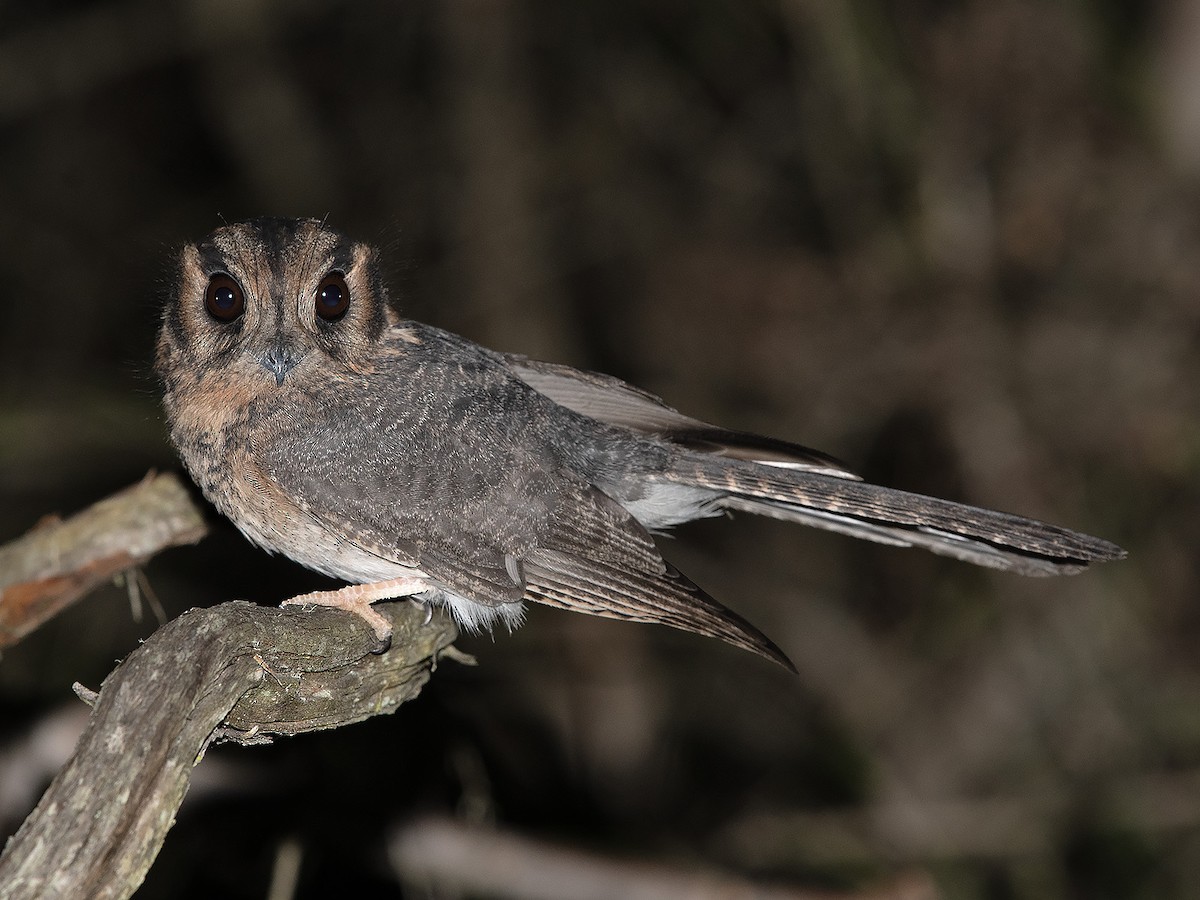 Australian Owlet-nightjar - ML618010283