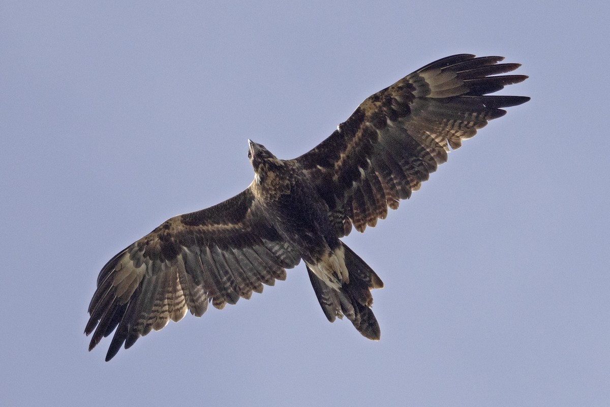 Wedge-tailed Eagle - ML618010300