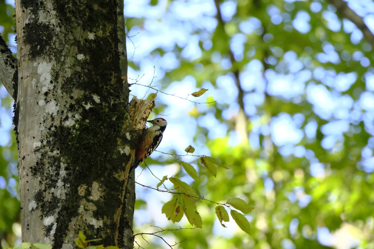Middle Spotted Woodpecker - Hakan Dolek